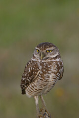 Burrowing Owl in Florida Field	