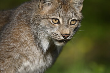 portrait of a lynx