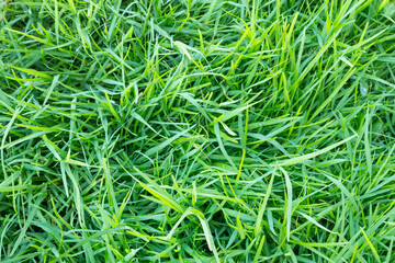 Green grass