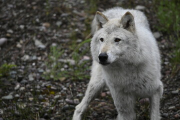 Obraz premium gray wolf canis lupus