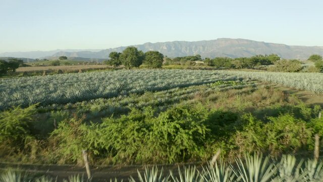 Aerial shot of green Agave tequilana field against blue sky on sunny day, drone flying forward over plants