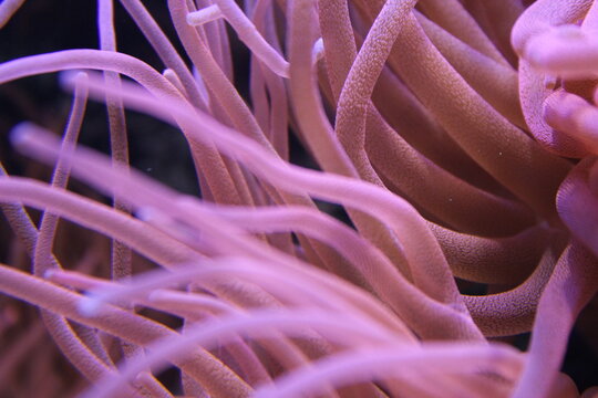 Corallium rubrum