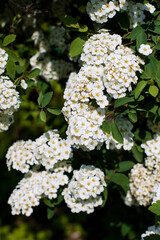 Lush flowering Spirea bush. Blooming Spirea. Whole inflorescences.