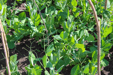 In the summer, young shoots of green peas on the garden bed.