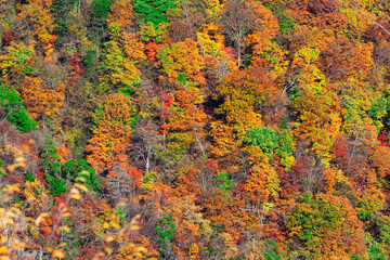 紅葉で鮮やかに染まった木々のアップ