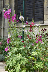 Rose-trémière au jardin
