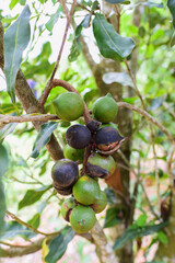 Fresh macadamia nut hung on the tree