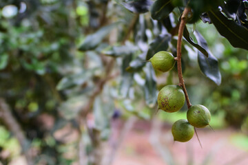 Fresh macadamia nut hung on the tree
