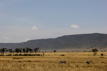 Plakat Equus quagga - Two zebras standing in the savannah in Masai Mara National Park, Kenya. On the backgroud there are trees, mountains and a blue sky.