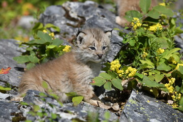 lynx on the ground