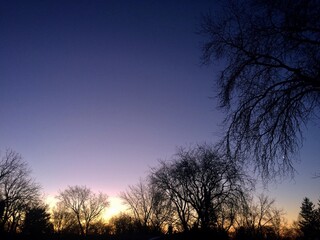 silhouette of a tree