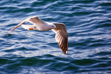 gaviota sobrevolando el mar de la costa de Sada en A Coruña, España
