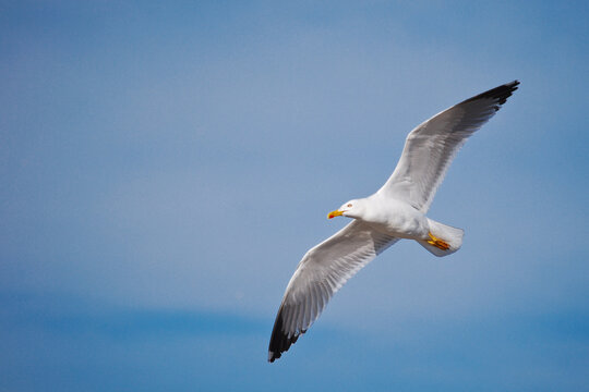 gaviota sobrevolando el mar de la costa de Sada en A Coru&ntilde;a, Espa&ntilde;a