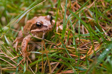 rana bermeja en la hierba de un monte de galicia, espa√±a