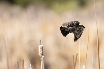 Female Redwing Black Bird