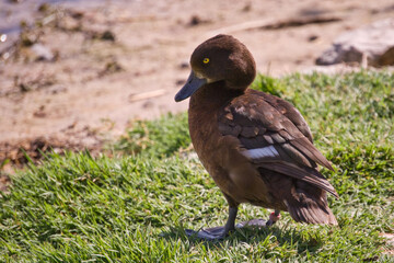 Pato, porrón pardo, en tablas de daimiel, toledo, españa