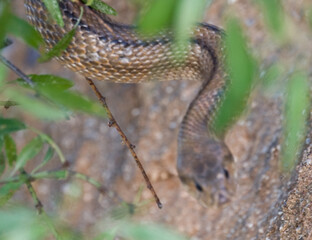 culebra o serpiente, Rhinechis scalaris, en un arbusto