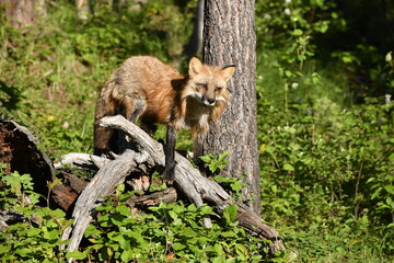 red fox cub
