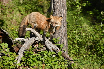 Naklejka na ściany i meble red fox sitting on a tree