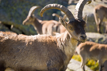 Capra pyrenaica en sierra de Gredos, Ávila, España