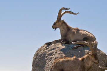 viejo macho de Capra pyrenaica en sierra de Gredos, Ávila, España