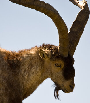 viejo macho de Capra pyrenaica en sierra de Gredos, &Aacute;vila, Espa&ntilde;a