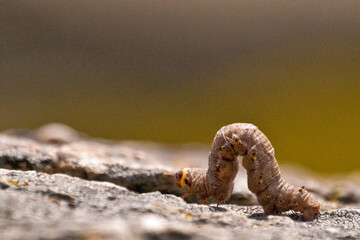 oruga reptando por una roca