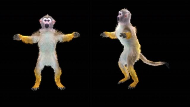 Common squirrel monkey (Saimiri sciureus), monkeys Dance CG fur 3d rendering animal realistic CGI VFX Animation Loop  composition 3d mapping cartoon, included in the end of the clip With Alpha channel