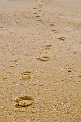 huellas en la arena de la playa