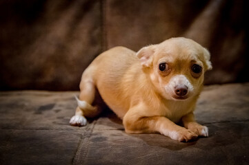 Chihuahua puppy dog