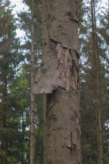 Waldsterben im Arnsberger Wald