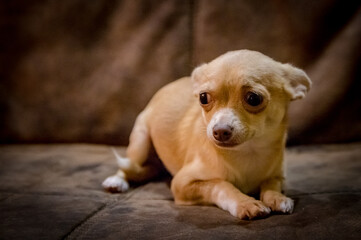 Chihuahua puppy dog