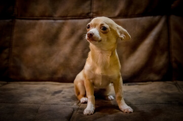 Chihuahua puppy dog