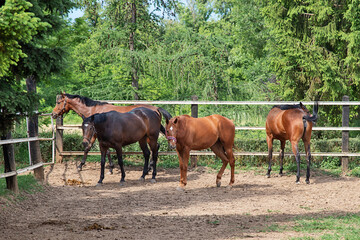 Horses on the Farm in Serbia