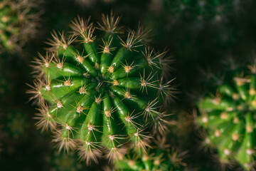 Selective focus close-up top-view shot cluster, Popular in east-central Mexico widely cultivated as an ornamental plant, Is a plant that grows easily, does not like water.