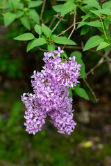 Fototapeta na wymiar Close up view of a beautiful purple Chinese lilac cluster with dark green leaf background and copy space
