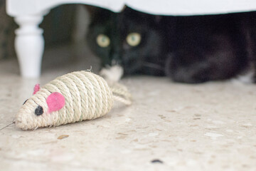 ratón en peligro acechado por gato negro