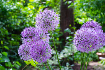 Lilac caps of decorative onions on a background of green leaves