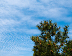 The top of the spruce tree with cones against the blue sky, place for text.