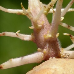 Solanum tuberosum – potato – fantasy plant. - obrazy, fototapety, plakaty