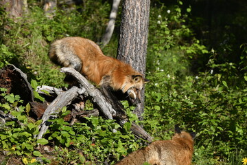Red fox climbing