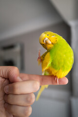 A cute budgerigar parakeet lifting her foot to starch her head. She is sitting on a human finger. There is some motion blur.