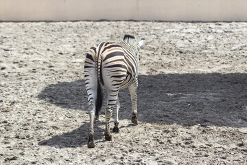 The back and tail of a zebra. The animal in the zoo. Look away. Back view. Black streak of life....