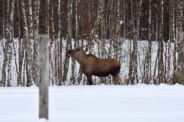 moose mother feeding from birch trees in winter nature