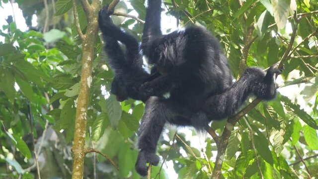 Slow motion shot of siamang (black-furred gibbon) mother holding her baby siamang in jungle in Sumatra, Indonesia
