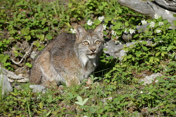 Lynx sitting
