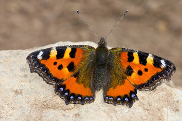 Aglais urticae, mariposa de los cardos con las alas abiertas sobre la piedra.