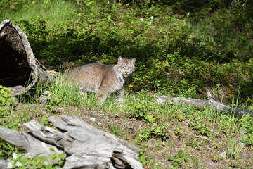 lynx in grass