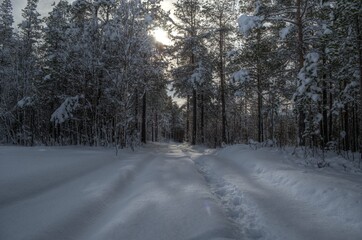 car tracks after small snowy forest road in wintertime with sunshine