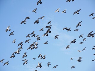 Flock of Birds